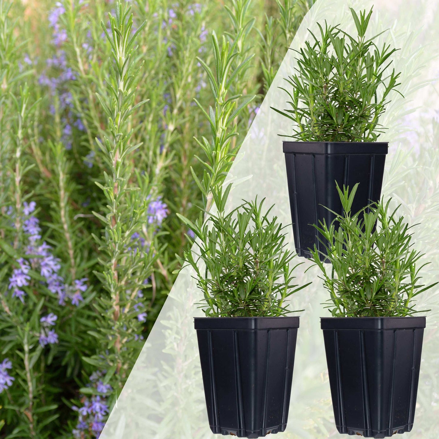 Set of 3 Rosemary Plants Grown Naturally Quart Pots