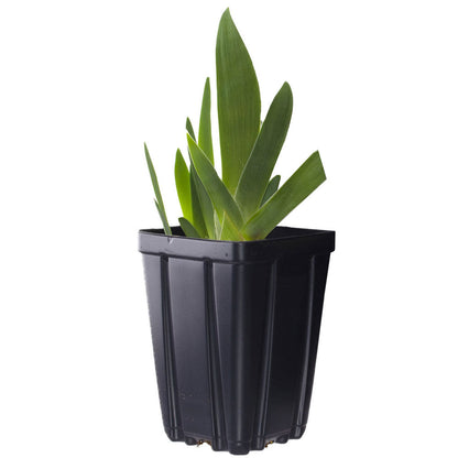 Immortality Iris Plant Fragrant Reblooming Potted Quart Pot