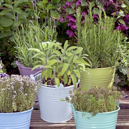 Kitchen Herb Plants Collection Rosemary Oregano Thyme Quart Pots