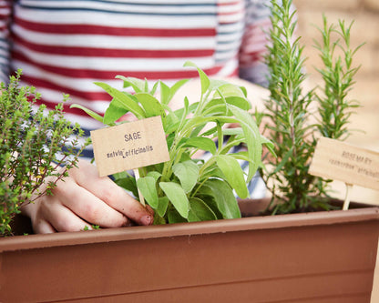 Kitchen Herb Plants Collection Rosemary Oregano Thyme Quart Pots