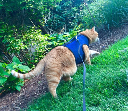 Kitty Holster Cat Harness (Made in USA)
