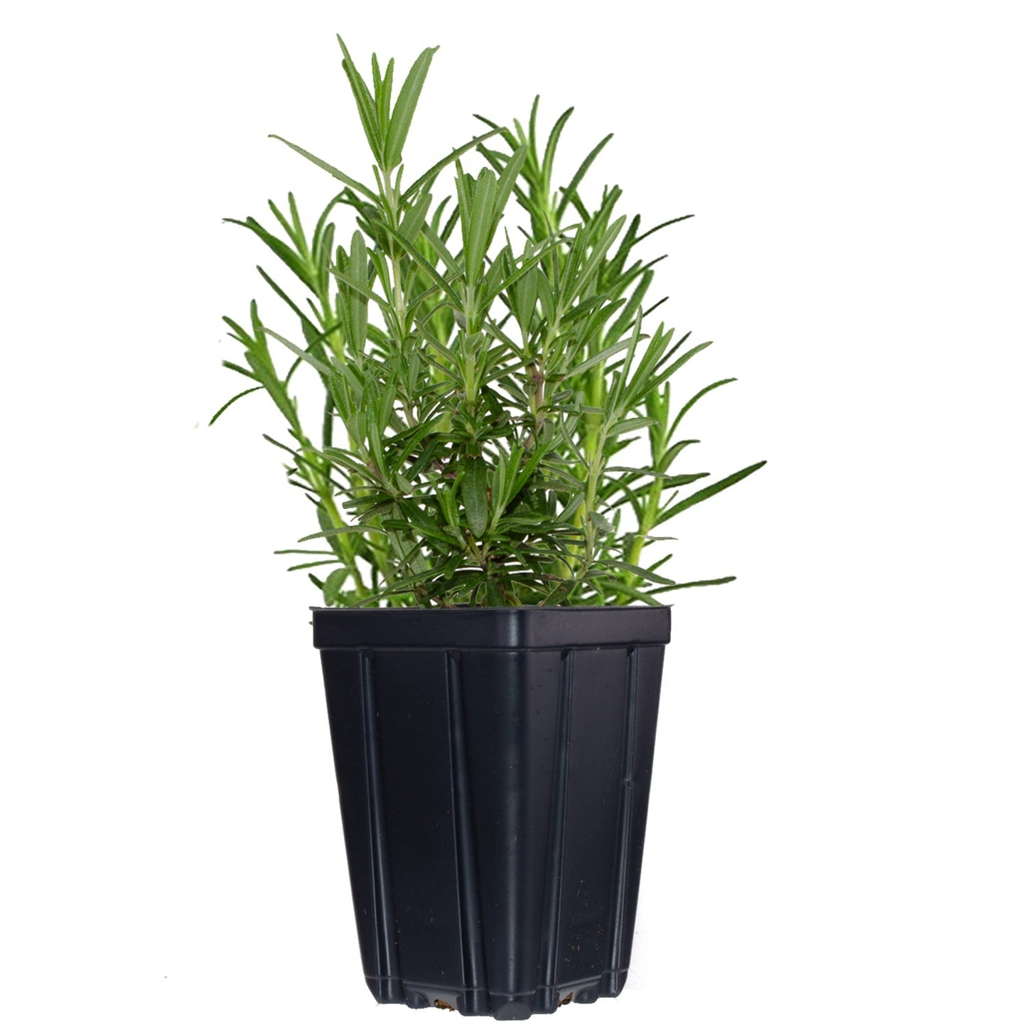 Set of 4 Rosemary Plants Grown Naturally Quart Pots