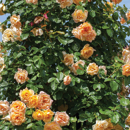 Garden Sun Yellow Climbing Rose 1.5 Gallon Pot